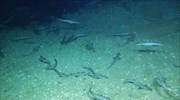 Τεράστιο μαιευτήριο καρχαριών εντοπίστηκε στη Μεσόγειο