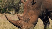 Η πριγκίπισσα Σαρλίν συνεχίζει τη μάχη για την προστασία του ρινόκερου