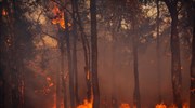 Μαρόκο: Πυρκαγιές μαίνονται σε δασικές εκτάσεις στον βορρά