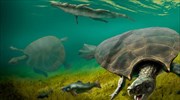 Σε αρχαία γιγάντια θαλάσσια χελώνα ανήκει σπάνιο απολιθωμένο έμβρυο