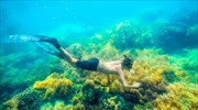 Κοράλλι γίγας στον Μεγάλο Κοραλλιογενή Ύφαλο αντέχει τα πάντα