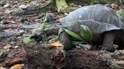 Πρωτοφανές περιστατικό μετατροπής χελώνας σε σαρκοφάγο θηρευτή