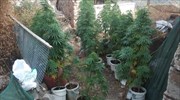 Χανιά: Σύλληψη ημεδαπού για καλλιέργεια δενδρυλλίων ινδικής κάνναβης