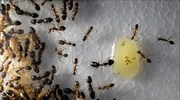 Τα μυρμήγκια παίζουν Τζένγκα για να φτιάξουν τις φωλιές τους