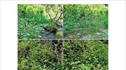 Φθιώτιδα: Στο φως φυτεία με περισσότερα από 900 δενδρύλλια κάνναβης
