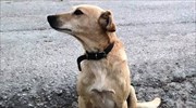 Χανιά: Πυροβόλησαν και σκότωσαν σκύλο έξω από το σπίτι του- Μήνυση κατ’ αγνώστων από τον ιδιοκτήτη