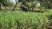 Ρέθυμνο: Εντοπίστηκε και νέα φυτεία κάνναβης