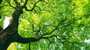 Επιστήμονες: Σχεδόν το ένα στα τρία είδη δέντρων της Γης κινδυνεύουν με εξαφάνιση