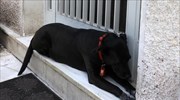 Μίκης Θεοδωράκης - Τραγική φιγούρα ο σκύλος στο πλατύσκαλο του σπιτιού