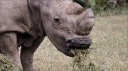 Διεθνής Ένωση Προστασίας της Φύσης: Απειλείται σχεδόν το 30% των ειδών που μελετήθηκαν