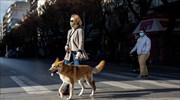 Στείρωση ή αποστολή DNA για τα ζώα συντροφιάς