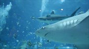 Καρχαρίες και σαλάχια εξαφανίζονται ταχέως