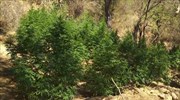 Κρήτη: Εξιχνιάστηκαν δύο υποθέσεις εντοπισμού φυτειών δενδρυλλίων κάνναβης, σε Χανιά και Ρέθυμνο