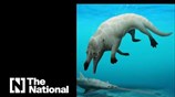 Fossil of previously unknown four-legged whale found in Egypt