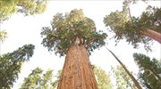 Μάχη για να σωθεί το μεγαλύτερο δέντρο του πλανήτη