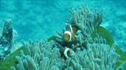 Νέα μελέτη καταγράφει τα 70 χρόνια καταστροφής των κοραλλιών