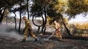 Νέα Μάκρη: Χωρίς ενεργό μέτωπο η πυρκαγιά- Σε εξέλιξη οι έρευνες για τα αίτια
