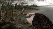 Προϊστορικός αετός κυνηγούσε κοάλα και φλαμίνγκο