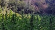 Χανιά: Στο φως φυτεία με 2.650 δενδρύλλια χασίς
