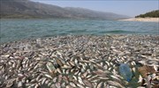 ΗΠΑ: Νεκρά ψάρια και πουλιά από πετρελαιοκηλίδα στις ακτές της Καλιφόρνιας