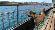 Ένας σκύλος περιπλανιέται στην Κωνσταντινούπολη με τα μέσα μεταφοράς