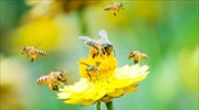 Τα λουλούδια «αρωματίζονται» για να προσελκύσουν μέλισσες