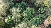 Σύλληψη 58χρονου για καλλιέργεια φυτείας με δενδρύλλια κάνναβης στον Αυλώνα