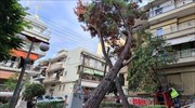 Θεσσαλονίκη: Πτώση δέντρου πάνω σε πολυκατοικία στην Καλαμαριά