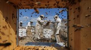Οι Γάλλοι μελισσοκόμοι αναμένουν τη χειρότερη συγκομιδή μελιού σε 50 χρόνια