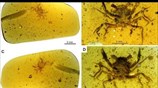 100-million-year-old tiny crab fossil found in amber .#shorts