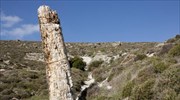Τα μοναδικά απολιθώματα του Πάρκου Απολιθωμένου Δάσους, στη θέση Μπαλή Αλώνια