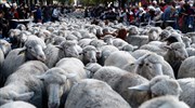 Μαδρίτη: Πρόβατα κατέκλυσαν τους δρόμους, καθ
