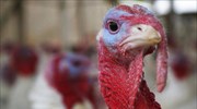 Δανία: Εστία της γρίπης των πτηνών σε εκτροφείο, ανακοίνωσε ο Παγκόσμιος Οργανισμός για την Υγεία των Ζώων