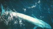 Η γαλάζια φάλαινα τρώει 16 τόνους φαγητού ημερησίως