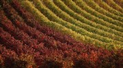 «Εξαιρετικά χαμηλή» η  παραγωγή κρασιού στην Ευρώπη λόγω καιρικών συνθηκών