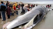 Γαλλία: Πτερυγοφάλαινα 19 μέτρων εγκλωβίστηκε στο λιμάνι του Καλαί