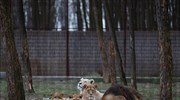 Σιγκαπούρη: Τέσσερα λιοντάρια σε ζωολογικό πάρκο θετικά στον κορωνοϊό