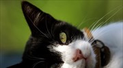 Οι γάτες χρησιμοποιούν νοητικό GPS για να γνωρίζουν πάντα που βρίσκεται ο άνθρωπος