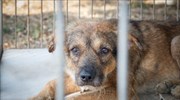 Θεσσαλονίκη: Οχτώ σκυλάκια συντροφιάς βρέθηκαν δεμένα σε δέντρα χωρίς τροφή και νερό