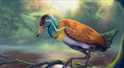Στη Βραζιλία ζούσε χαμένος κρίκος της εξέλιξης των πτηνών