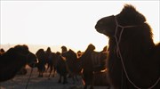 Καμήλες αποκλείστηκαν από διαγωνισμό ομορφιάς λόγω... μπότοξ