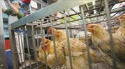 Επανεμφανίσθηκε η γρίπη των πτηνών- Οδηγίες για τους κατόχους πουλερικών