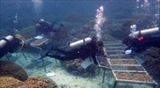 Καλλιεργούν στη Χαβάη σούπερ κοράλλια ανθεκτικά στη κλιματική αλλαγή