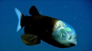 Εντυπωσιακές εικόνες από το πιο παράξενο ψάρι των ωκεανών