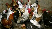 Τσεχία: 48 εστίες γρίπης των πτηνών - Θανάτωση 80.000 πουλερικών σήμερα