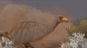 Η οστεομυελίτιδα εξαφάνισε τα πτηνά-κεραυνούς της Αυστραλίας