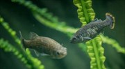 Επιστήμονες «ανέστησαν» το ψάρι τεκίλα και το επέστρεψαν στη φύση
