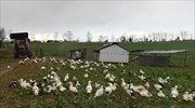 Γαλλία: Ανησυχία για την αύξηση των κρουσμάτων γρίπης των πτηνών