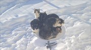 Τι γυρεύουν οι γάτες στα δορυφορικά πιάτα του Μασκ;