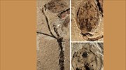 Ανακαλύφθηκε το αρχαιότερο μπουμπούκι στον κόσμο